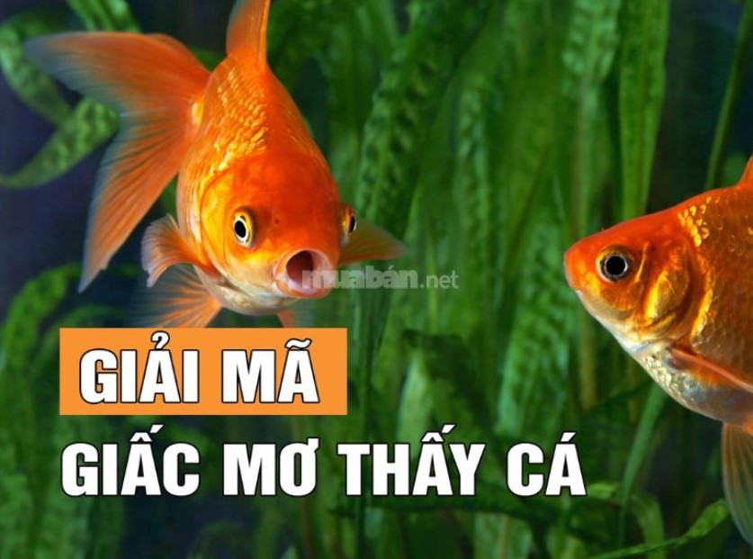 mơ thấy cá