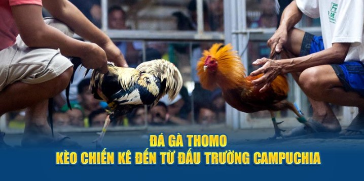 Đá gà Thomo tại 789win là gì?